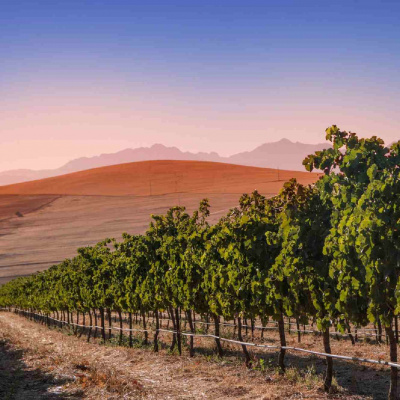 Vína vinařství Orc de Rac z Jižní Afriky